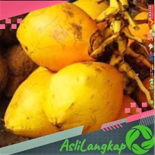 

kelapa gading sudah dikupas