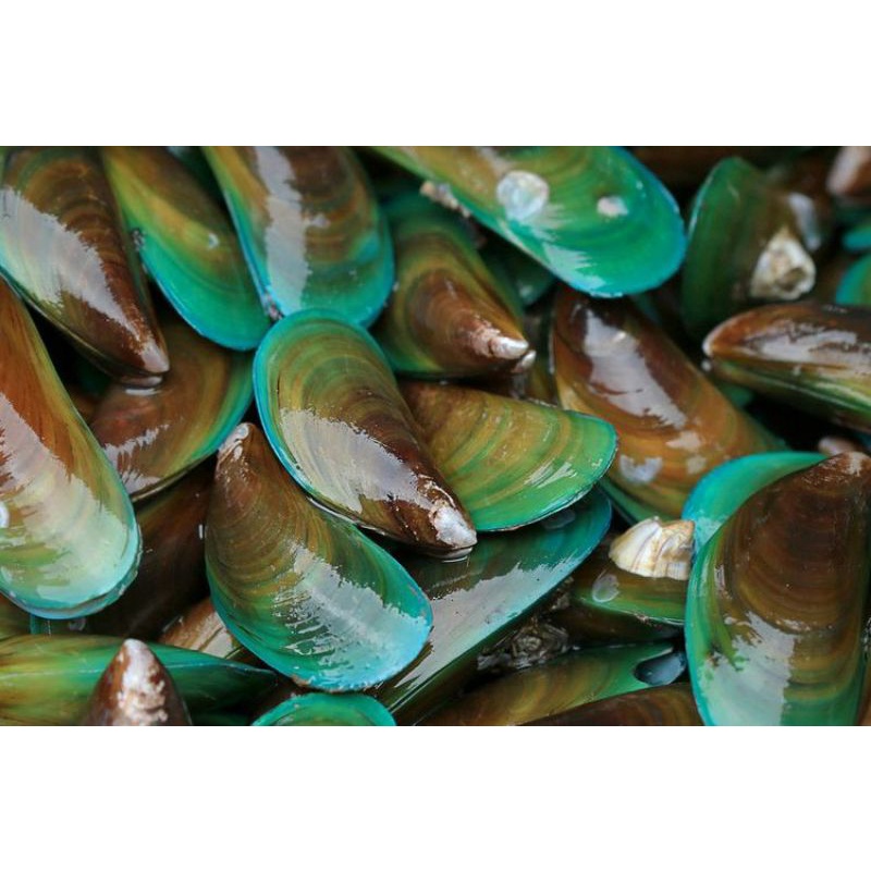 

kerang hijau fresh 1kg