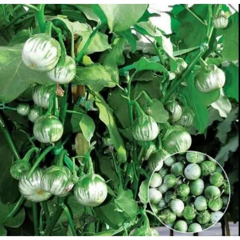 buah terong muda segar untuk lalapan 1kg