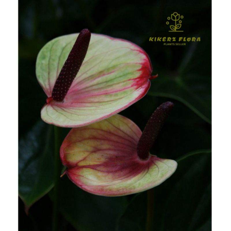 NEW!!! PROMO!!! TANAMAN HIAS ANTHURIUM MICKEY MOUSE// PRINCESS PINK