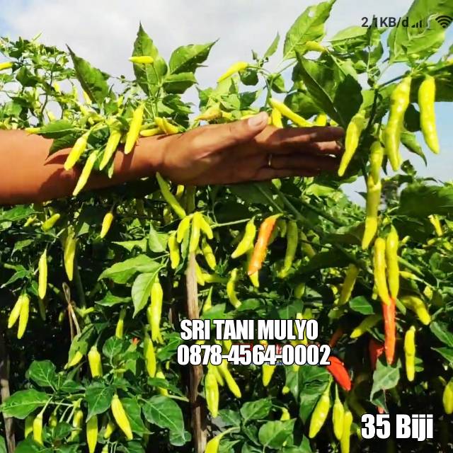 Isi 35 Biji Benih Cabai Rawit VIRAL - bibit cabe rawit unggul repack Mahkota Shypoon Ori Kencana
