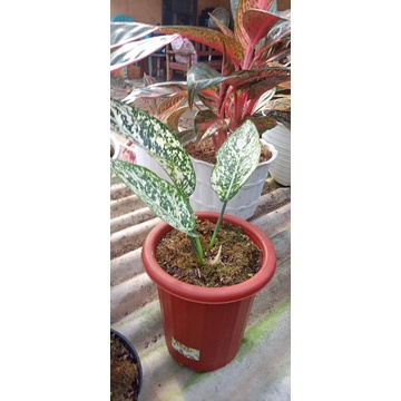 big leaf murah