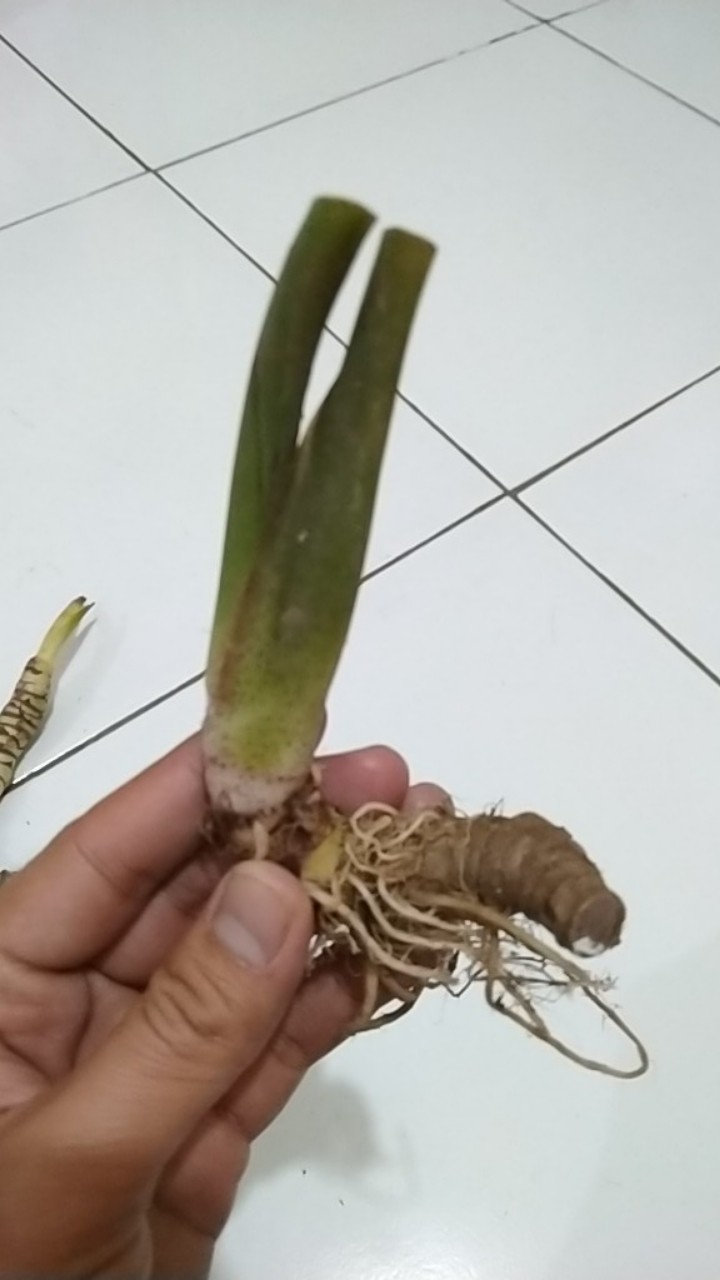 Bonggolan Alocasia Rigina
