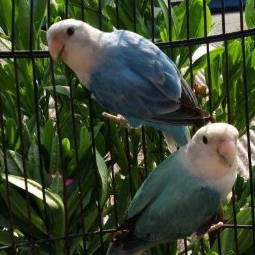 Burung Lovebird Nk Blue Opaline Sepasang Dewasa