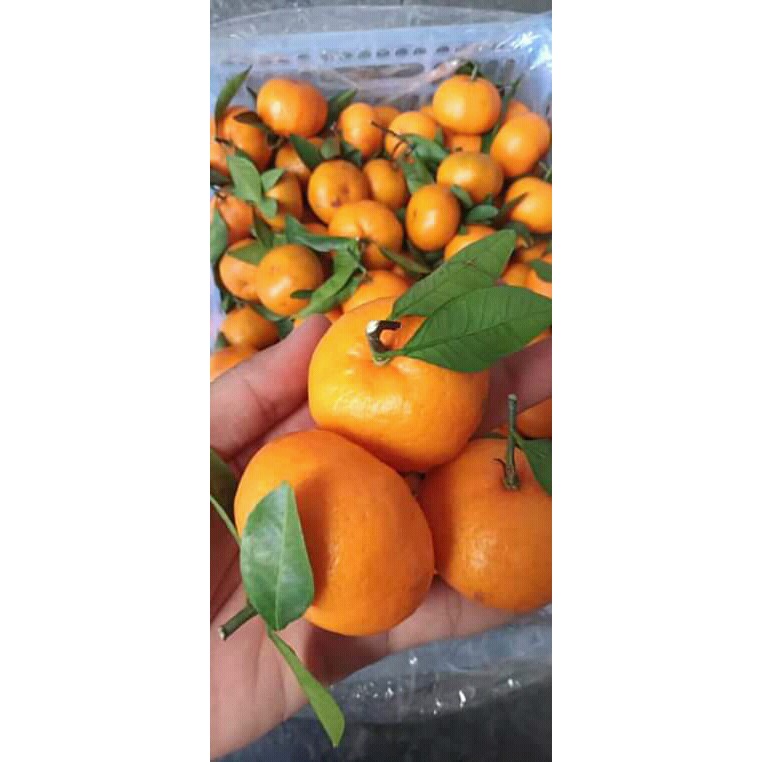PAKET BIBIT JERUK SANTANG MADU & SAWO JUMBO
