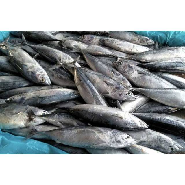 

IKAN TONGKOL FRESH