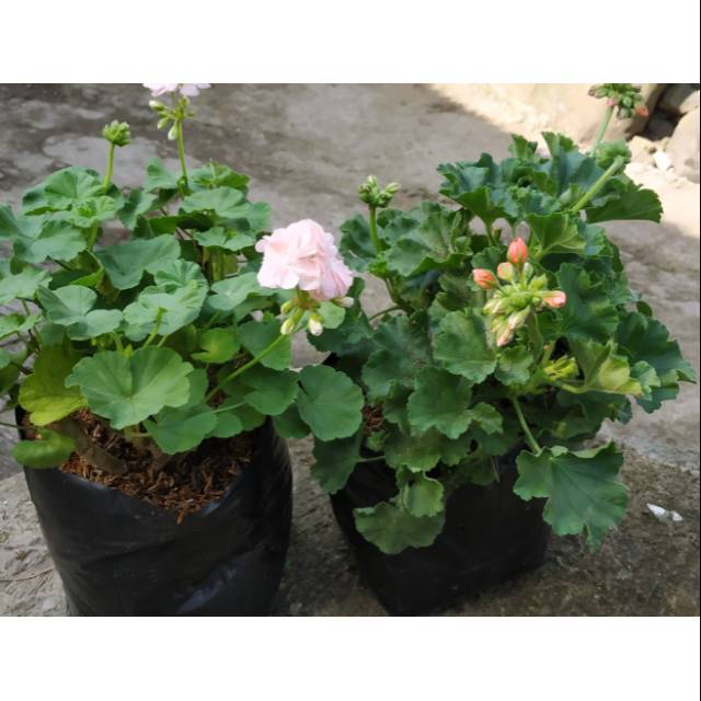 Tanaman hias bunga geranium - tanaman geranium