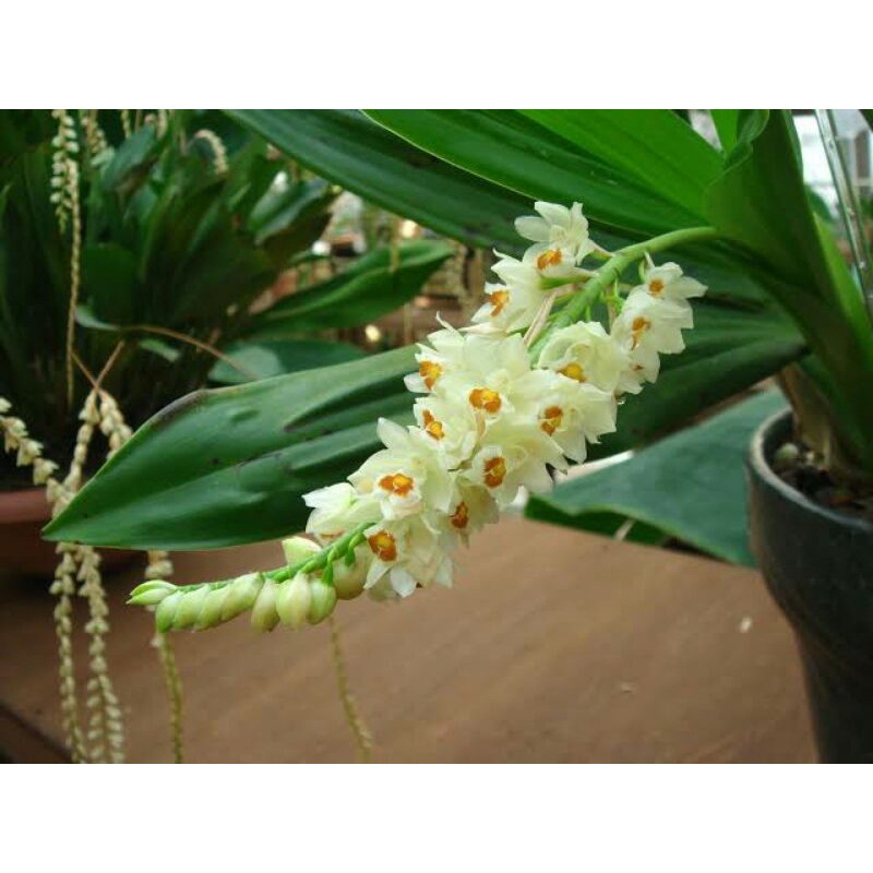 anggrek pholidota ventricosa+papan kayu