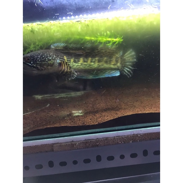 Channa Auranti Mangap Mangap Mantap SZ 28 CM