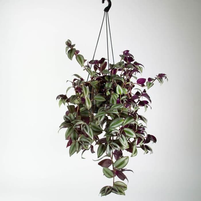Tanaman hias tradescantia zebrina - gewor silver | Jenis tanaman hias yang cocok di gantung dan muda