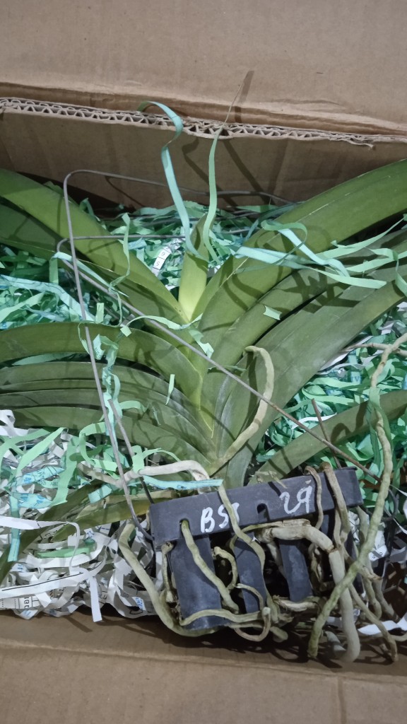 Dewasa  - Anggrek Vanda Dewasa