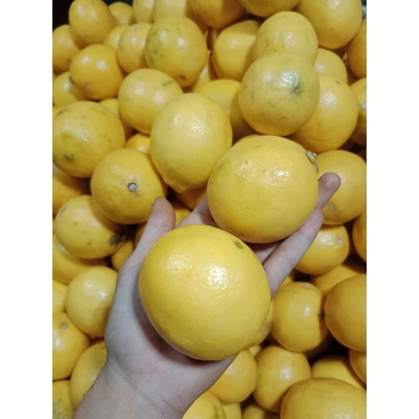 LEMON CALIFORNIA IMPORT