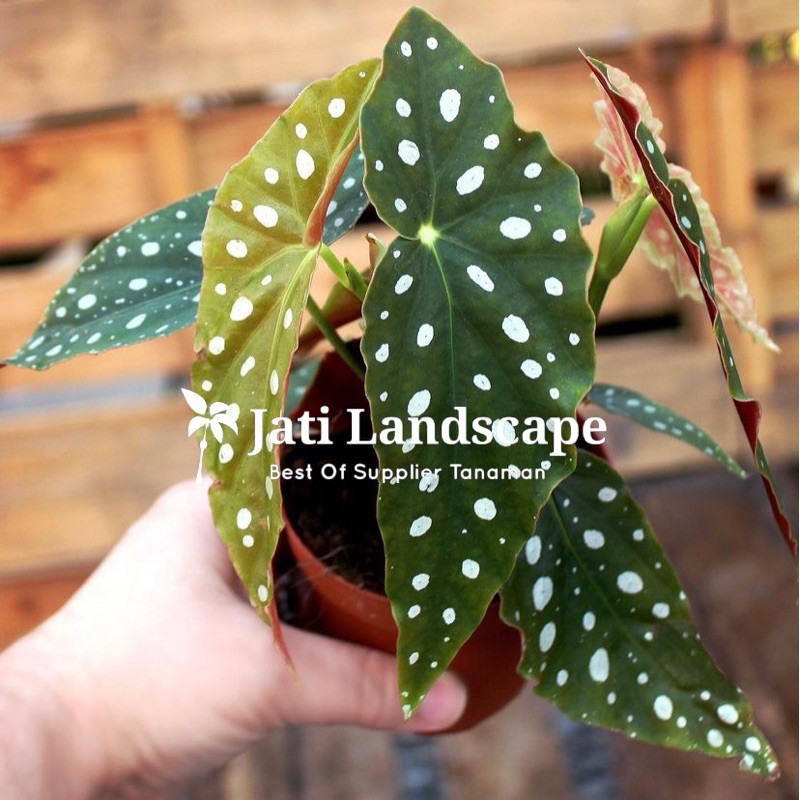 Tanaman Hias Begonia Polkadot- Begonia Polkadot