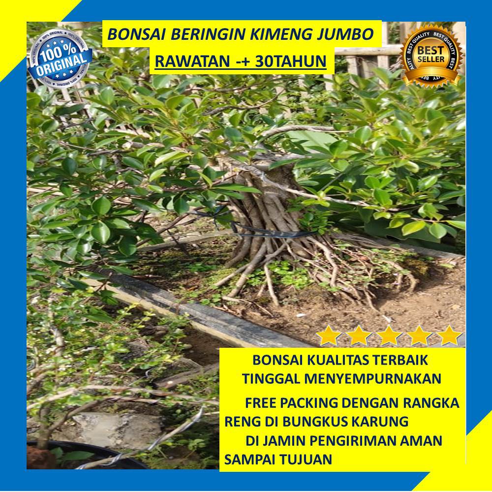 Bonsai Beringin Kimeng Jumbo Tanaman Hias