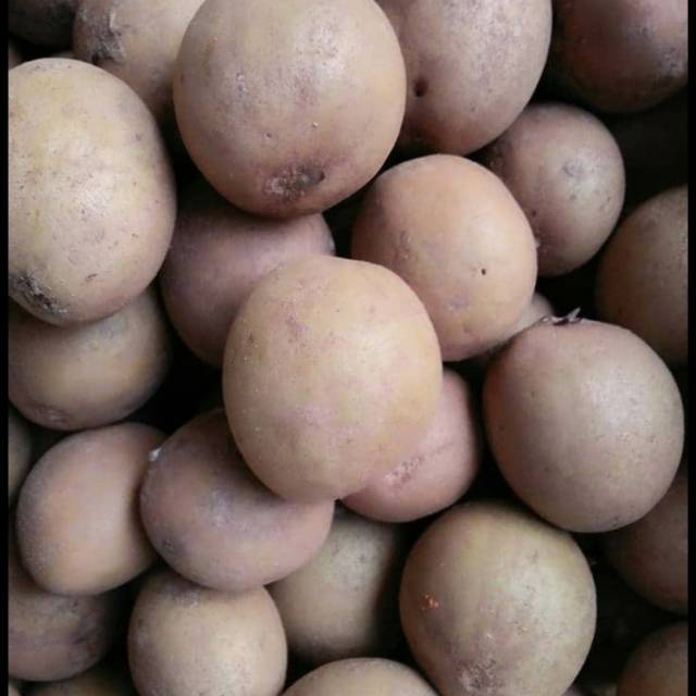 

Sawo Madu Ganda Segar dan Sehat per 1 kg Rp. 20.000