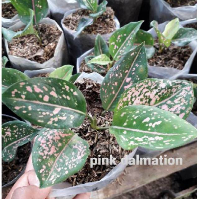 Aglonema Pink Dalmation