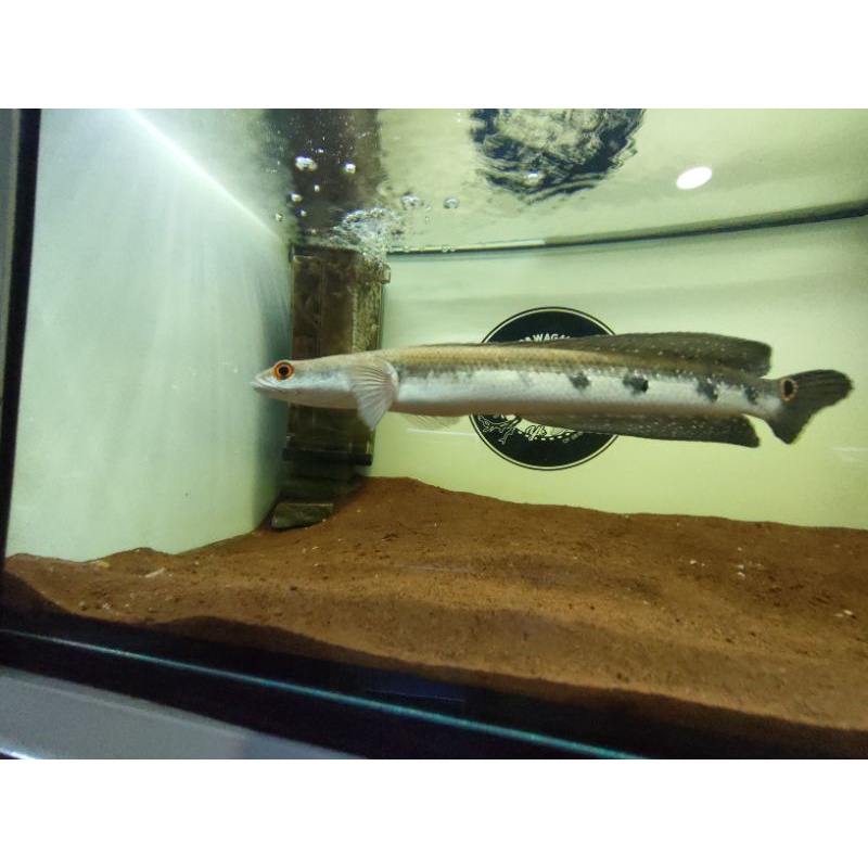 marulius salween 23-25cm