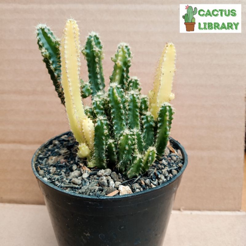 Kaktus Candi Variegata