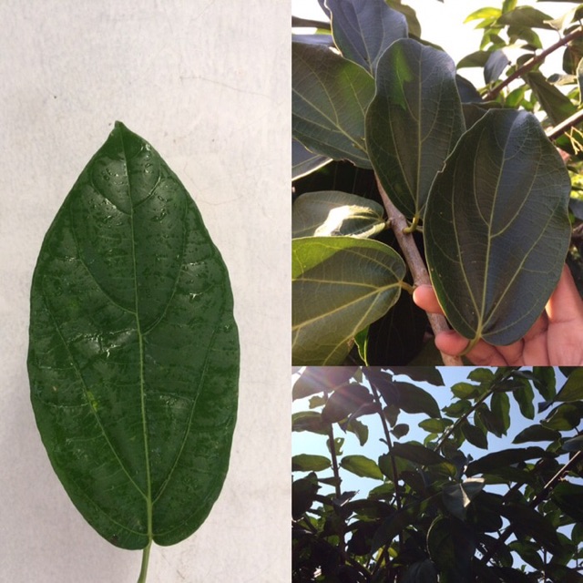 

Daun Cincau Segar 1 Kilogram.