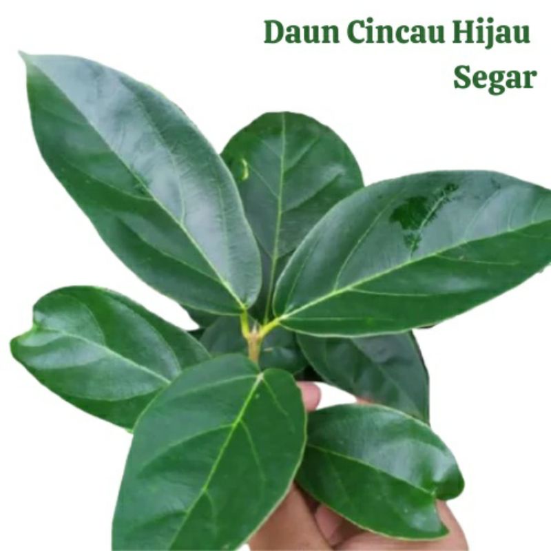

1kg daun cincau hijau segar/bukan cincau rambat bulu/ada kualitas(fresh produk)