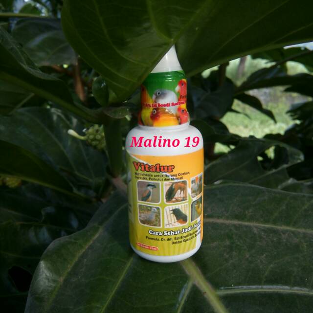 VitaLur. Multivitamin Breeding burung Ocehan.