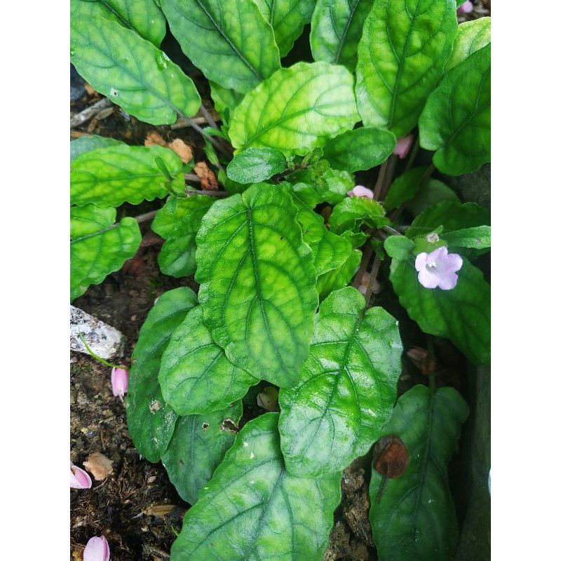 Bibit Gempur Batu Tanaman Herbal