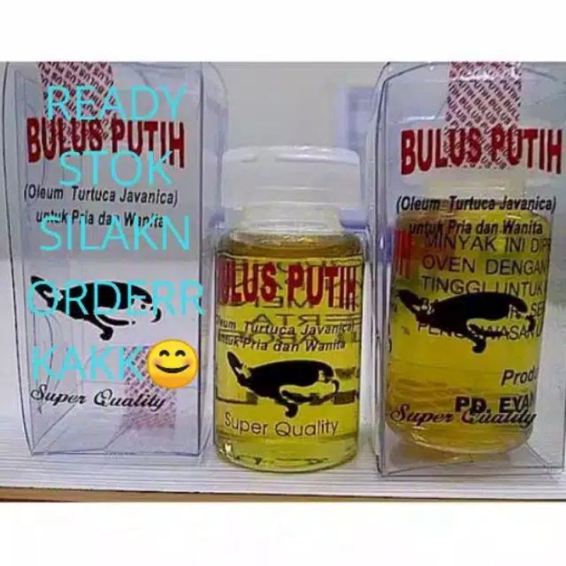 

minyak bulus eyang laut seribu manfaat