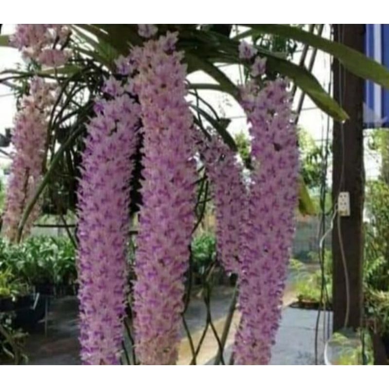 retusa 10 plant dewasa siap bunga