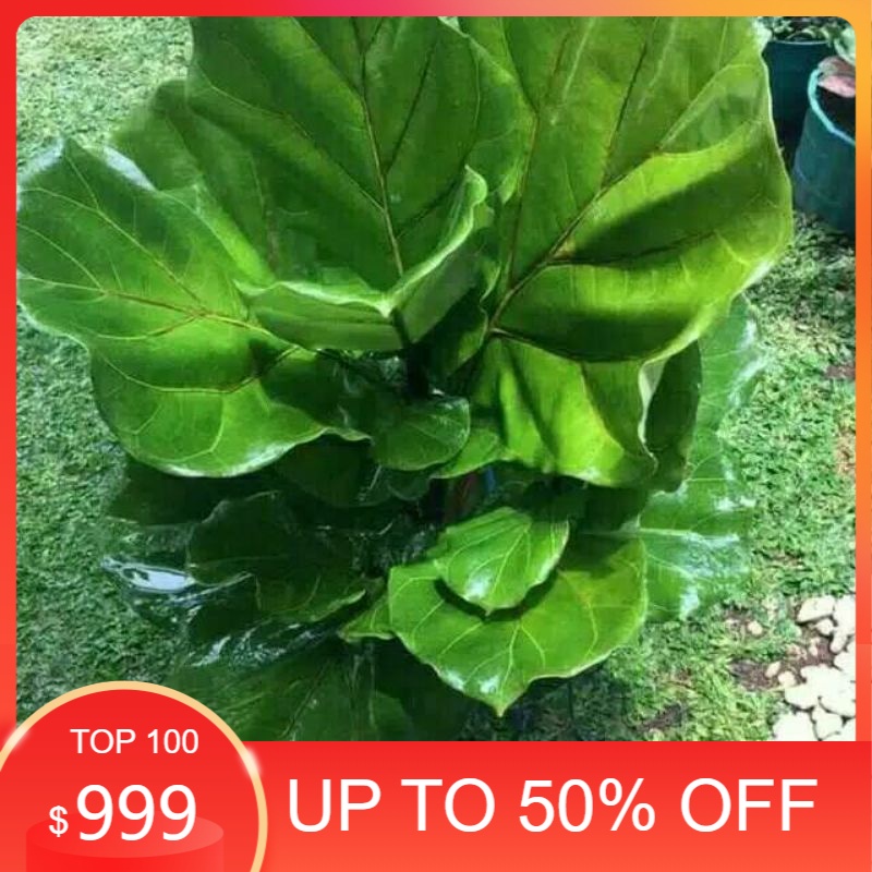 Tanaman ketapang Biola cantik-tanaman hias -ketapang biola tinggi 30cm - 1m