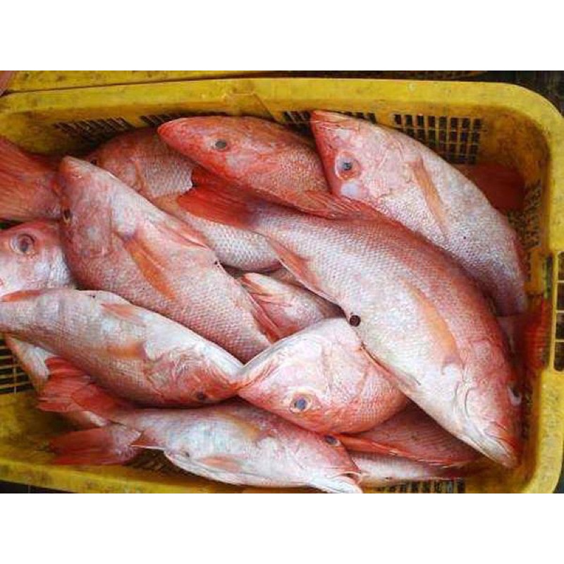 Jual Ikan Kakap Merah Segar Harga Per Kg Shopee Indonesia