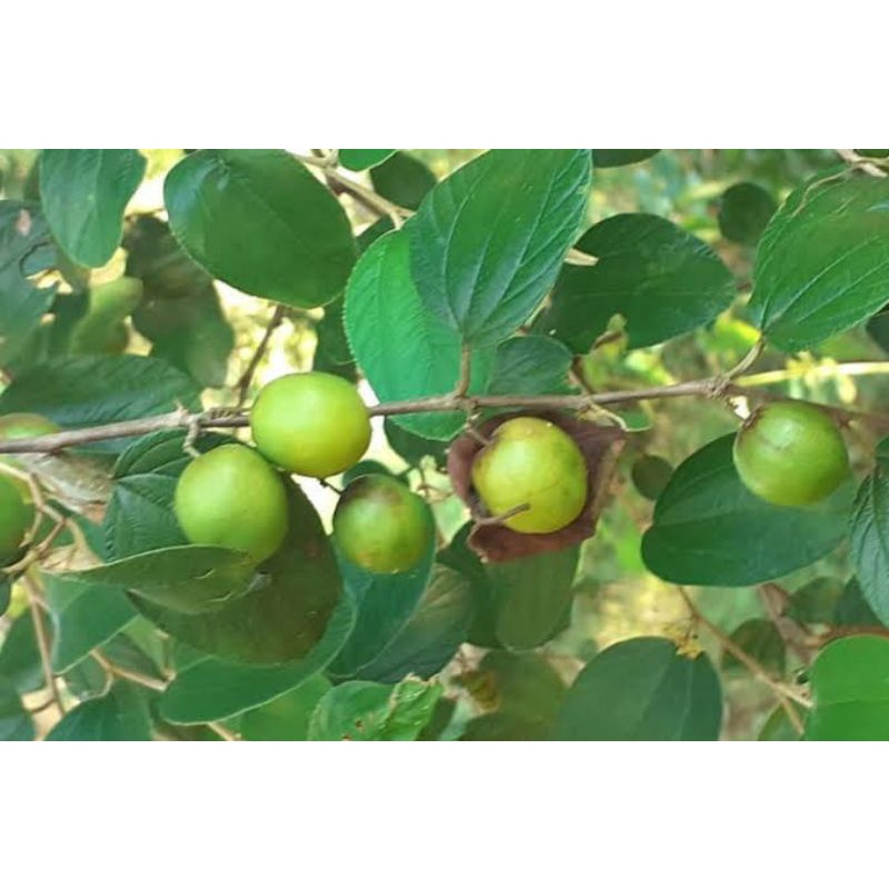 Buah Bidara Arab Sidr Asli Segar Fresh Jujube Fruit Petik Langsung dari Pohon Organik Perbutir