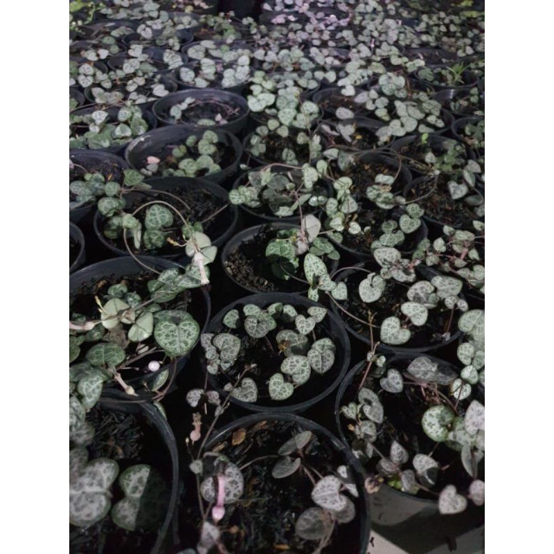 string of heart variegata silver