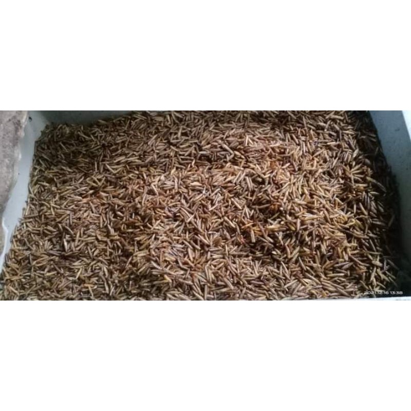 maggot kering/Maggot sangrai