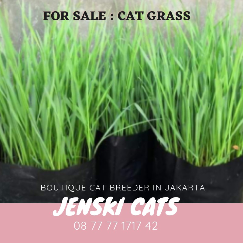 CAT GRASS RUMPUT KUCING (SUDAH JADI DAN RIMBUN)  Shopee Indonesia