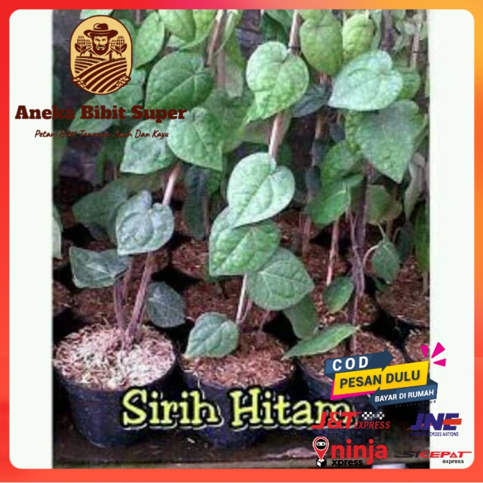 Tanaman Sirih Hitam