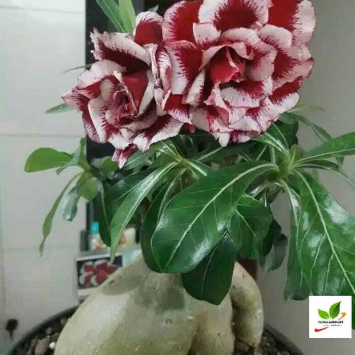 bibit bunga adenium bunga tumpuk"Size b "