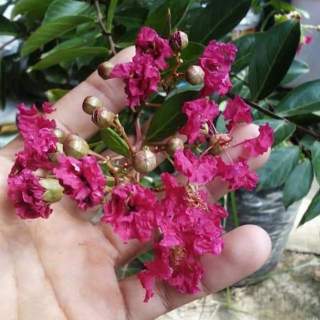 

Bunga Sakura Merah