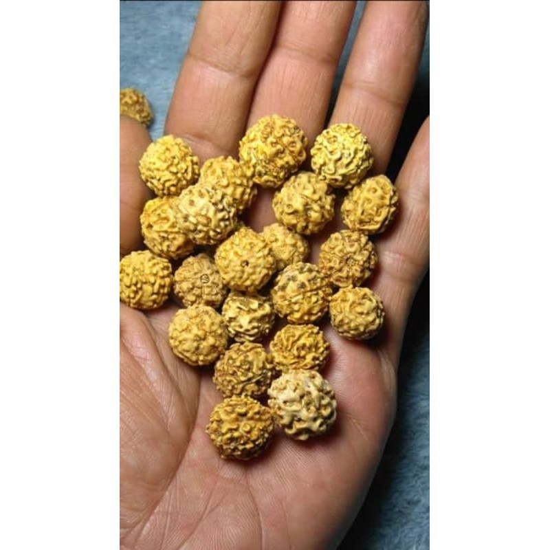 1000 butir jenitri rudraksha sudah berlubang A