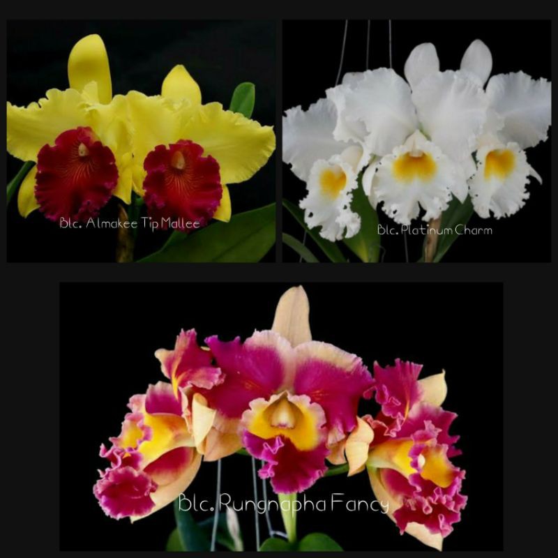 Anggrek Cattleya Dewasa