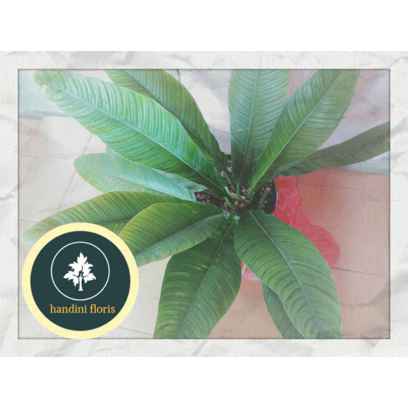 Philodendron Lynette Shopee Indonesia