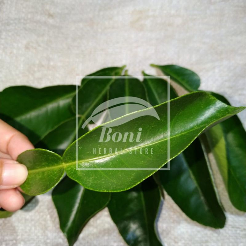 500gr Daun Jeruk Bali Fresh