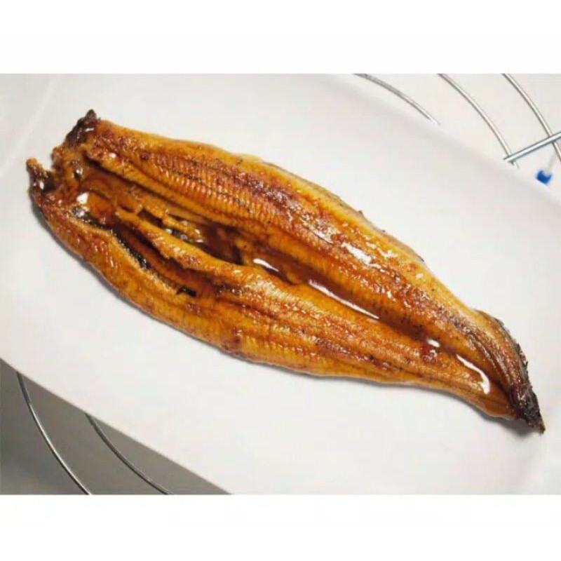 UNAGI Kabayaki | Ikan Sidat | Belut Jepang | Eel