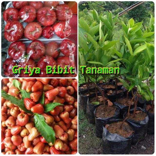 BIBIT JAMBU AIR CINCALO / JAMBU CINCALO Griya Bibit Tanaman