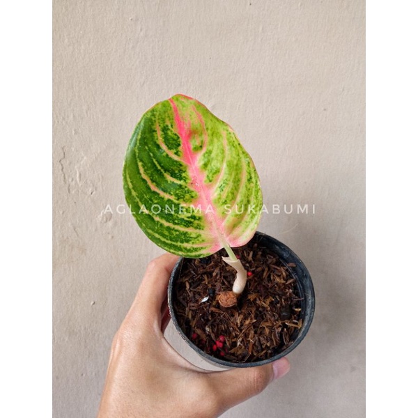 aglonema jackpot aglaonema jamela