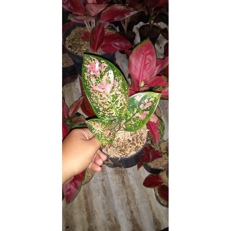 aglonema ruby compacta