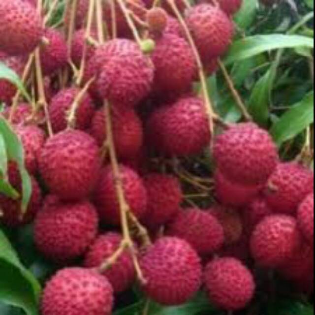 Bibit buah leci merah atau leci kom