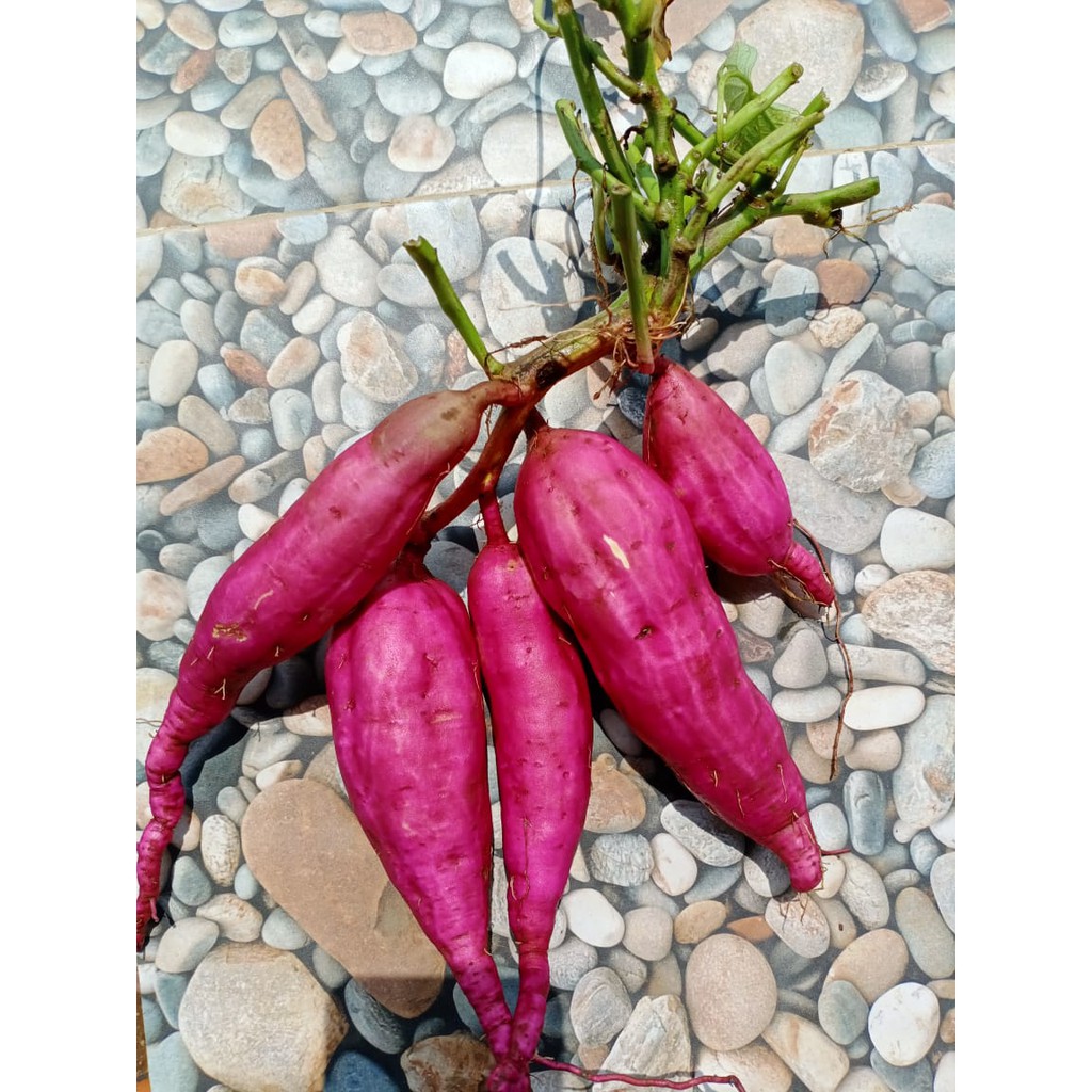 

Bahan pokok || Ubi jepang || high quality || makanan pokok