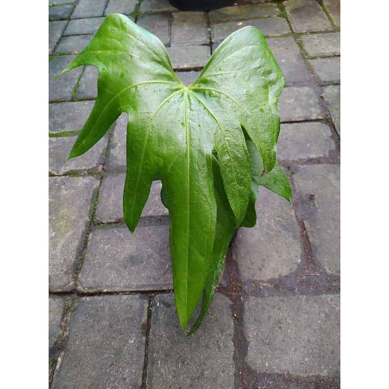 Anthurium Pedatoradiatum/Jari