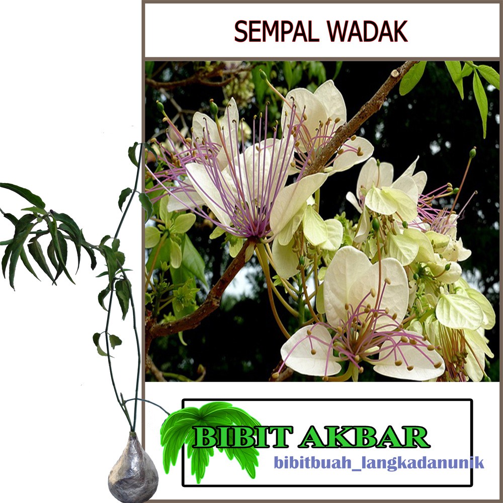 

Bibit Tanaman Herbal Sempal Wadak