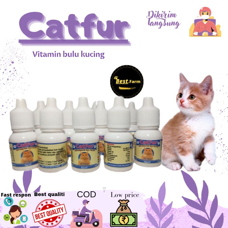 vitamin kucing pencegah bulu rontok menutrisi bulu kucing